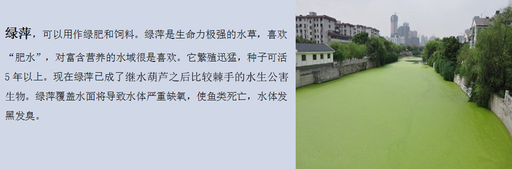 挖泥船解決江河湖海水草泛濫方案3